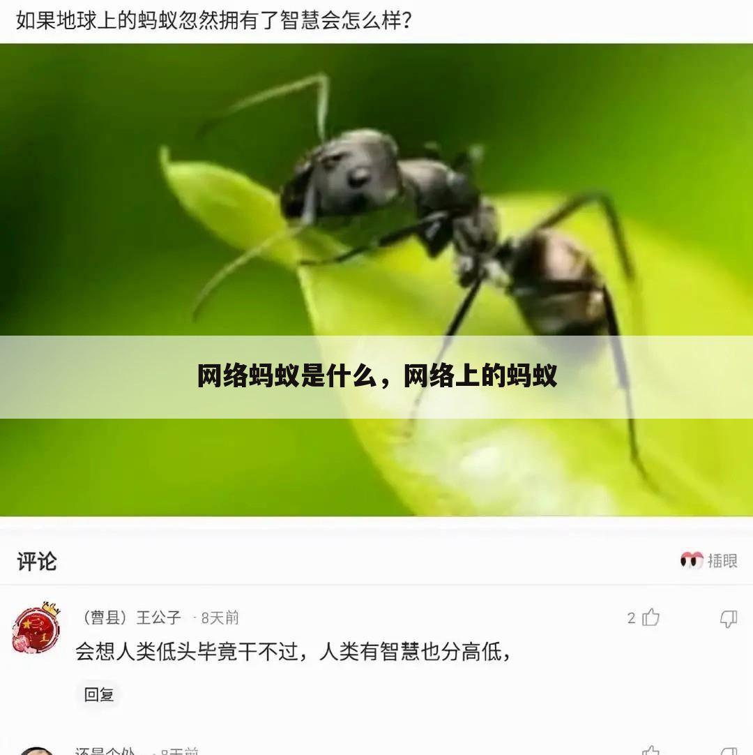 网络蚂蚁是什么，网络上的蚂蚁