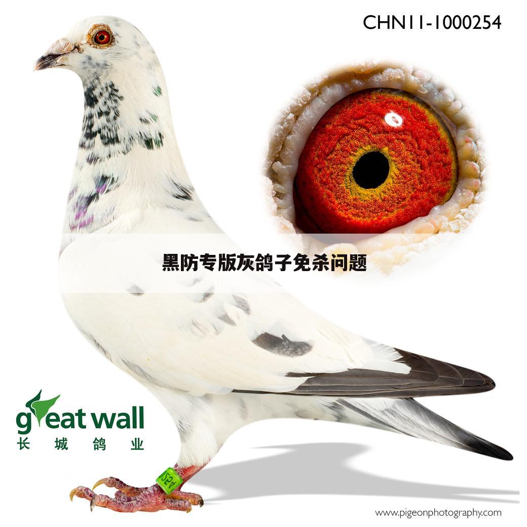 黑防专版灰鸽子免杀问题
