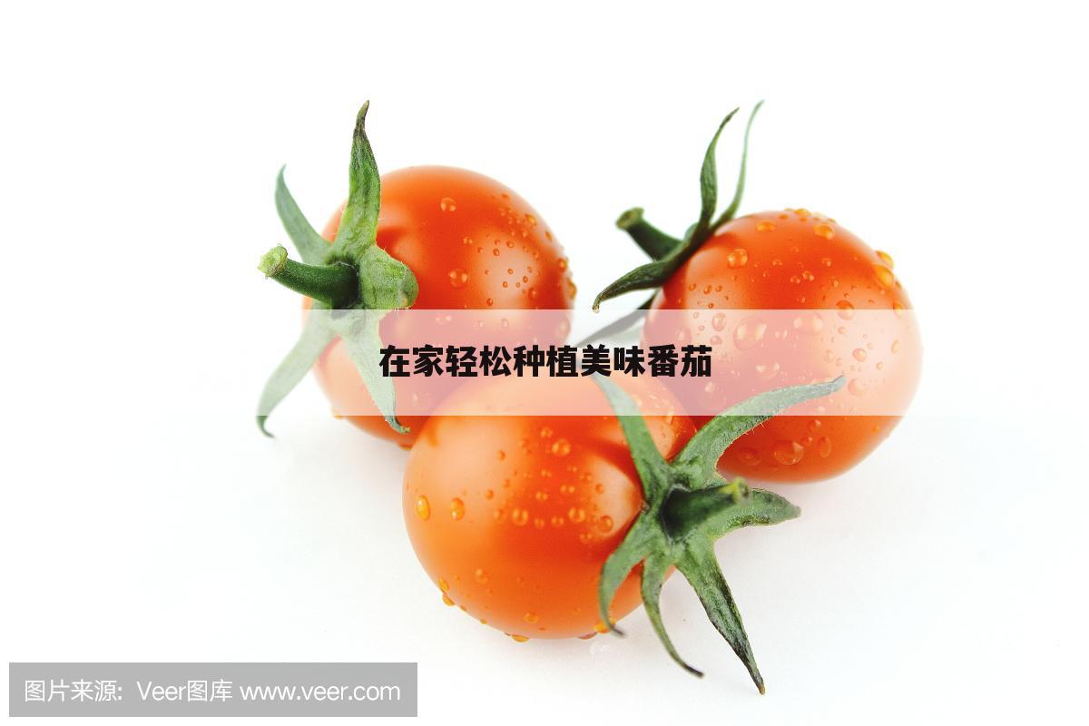 在家轻松种植美味番茄