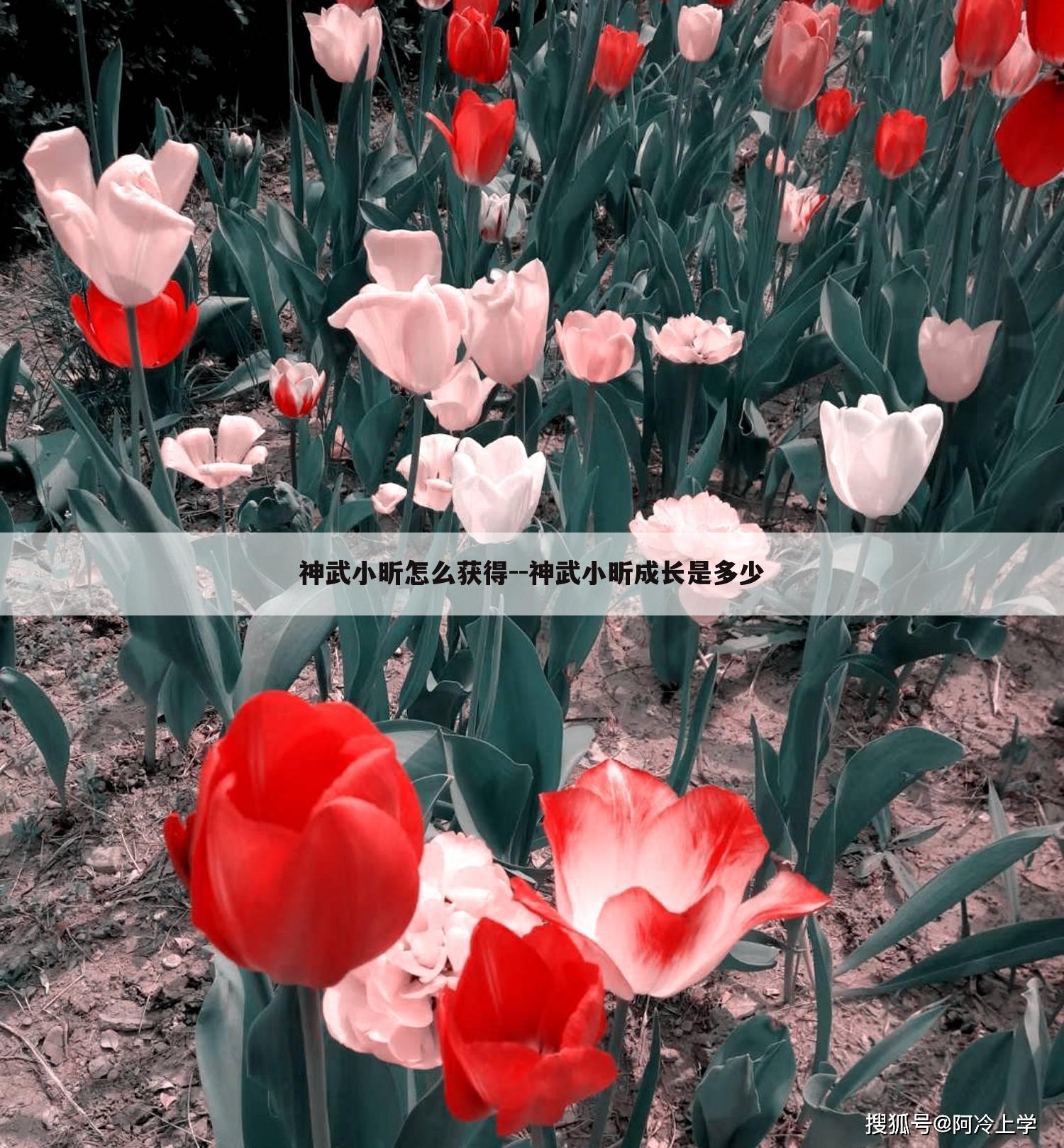 神武小昕怎么获得--神武小昕成长是多少