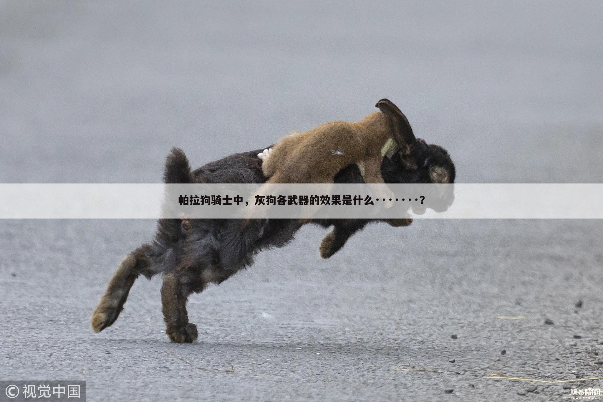 帕拉狗骑士中，灰狗各武器的效果是什么·······？