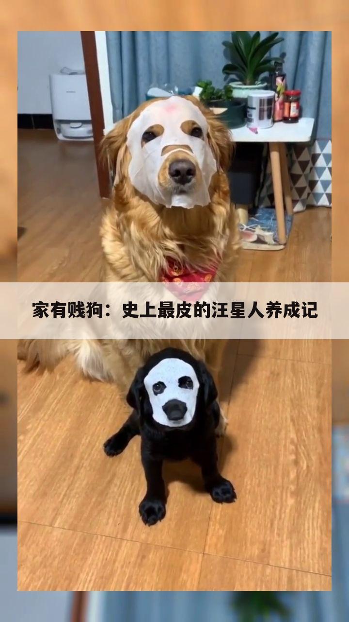 家有贱狗：史上最皮的汪星人养成记