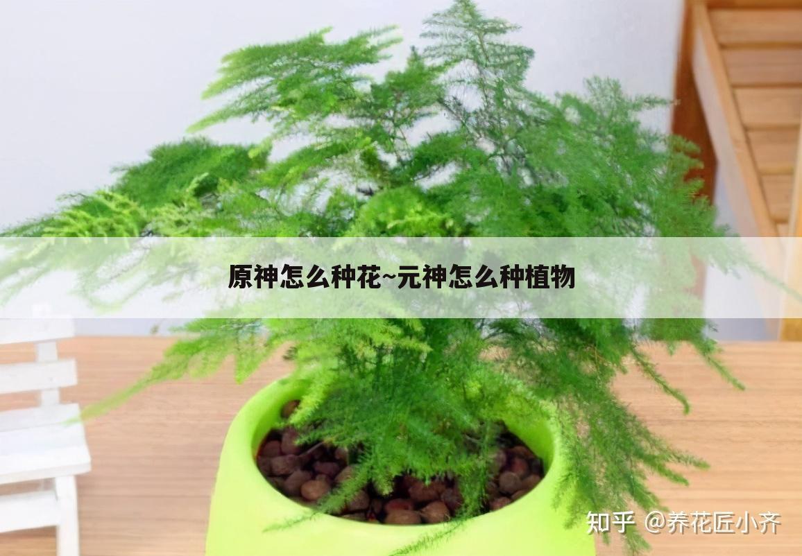 原神怎么种花~元神怎么种植物