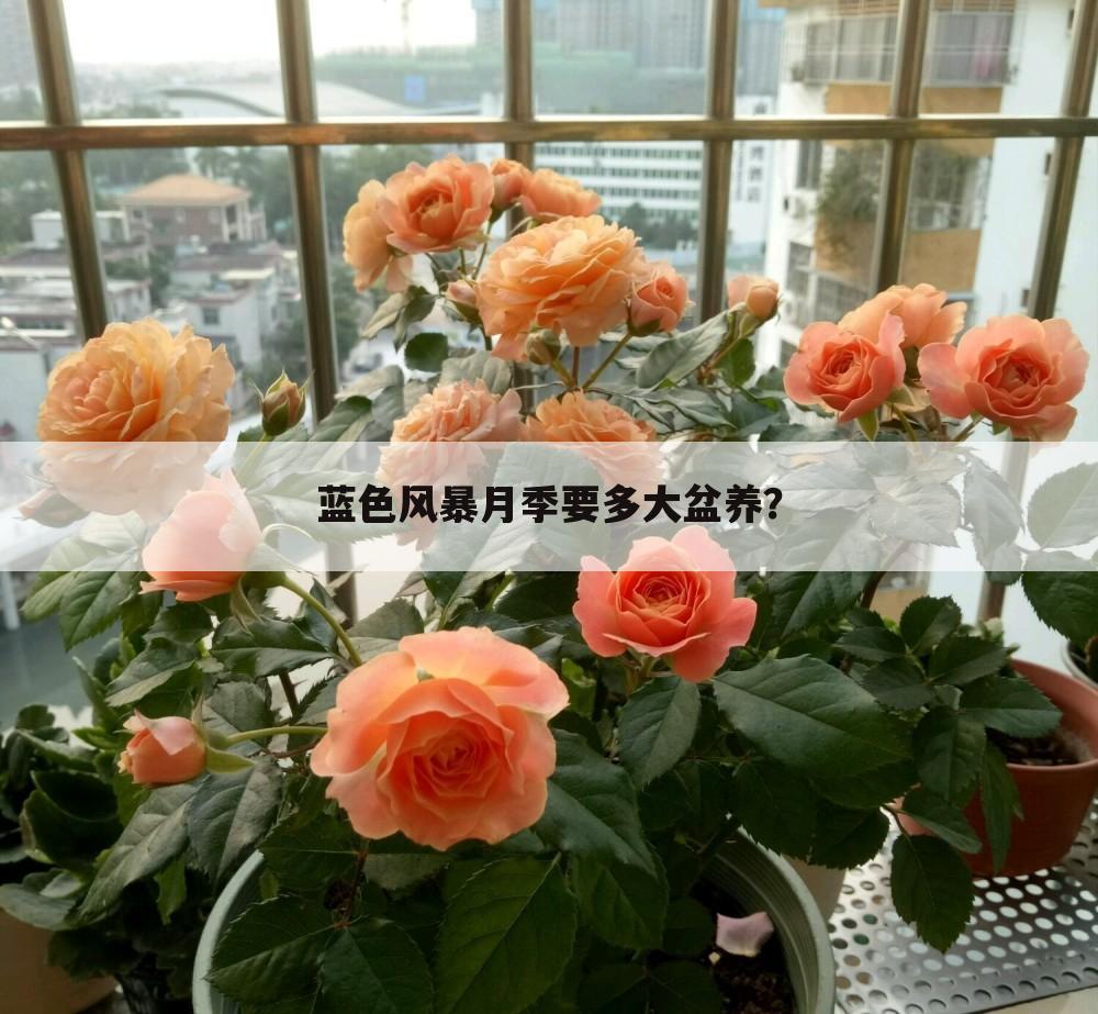 蓝色风暴月季要多大盆养?