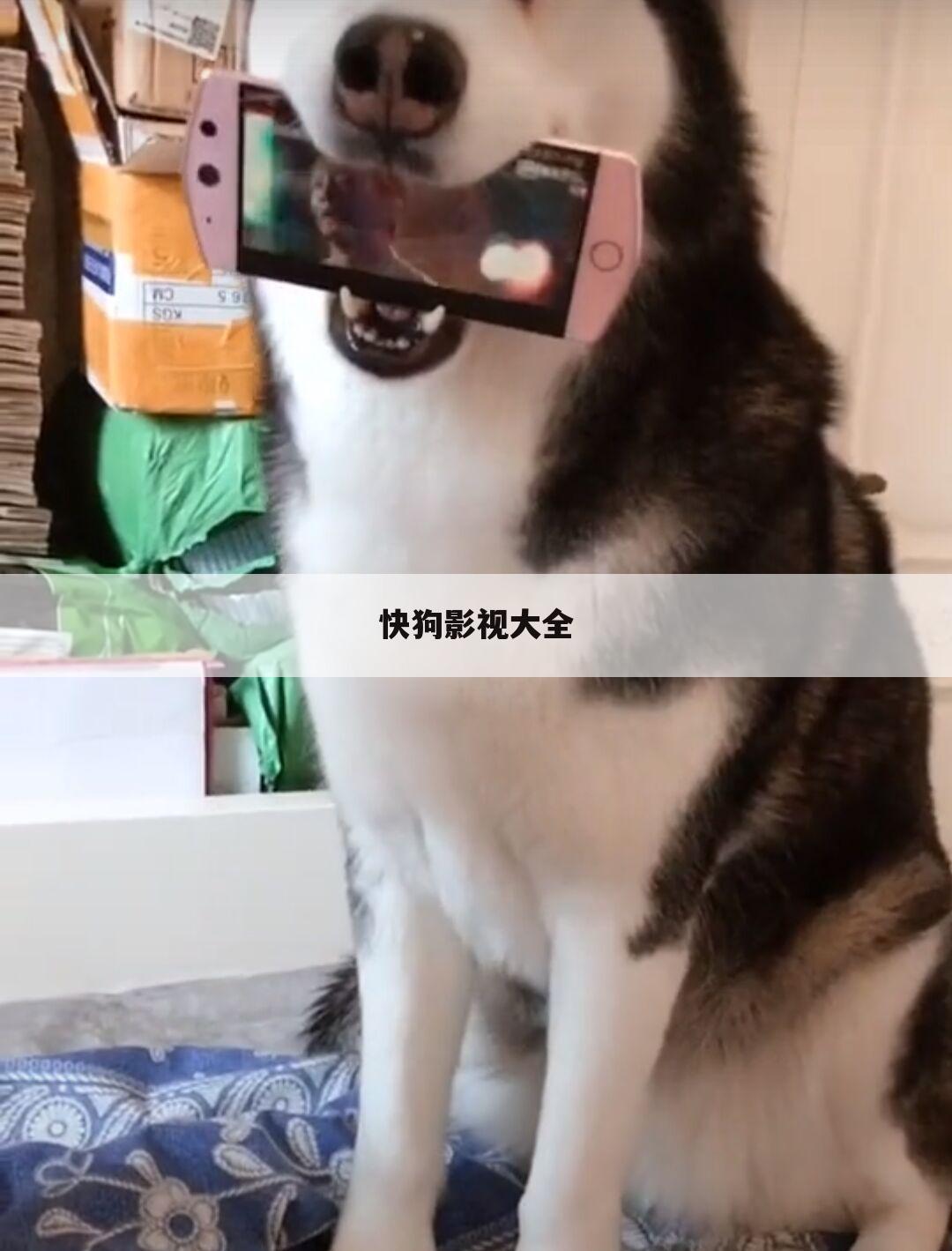 快狗影视大全