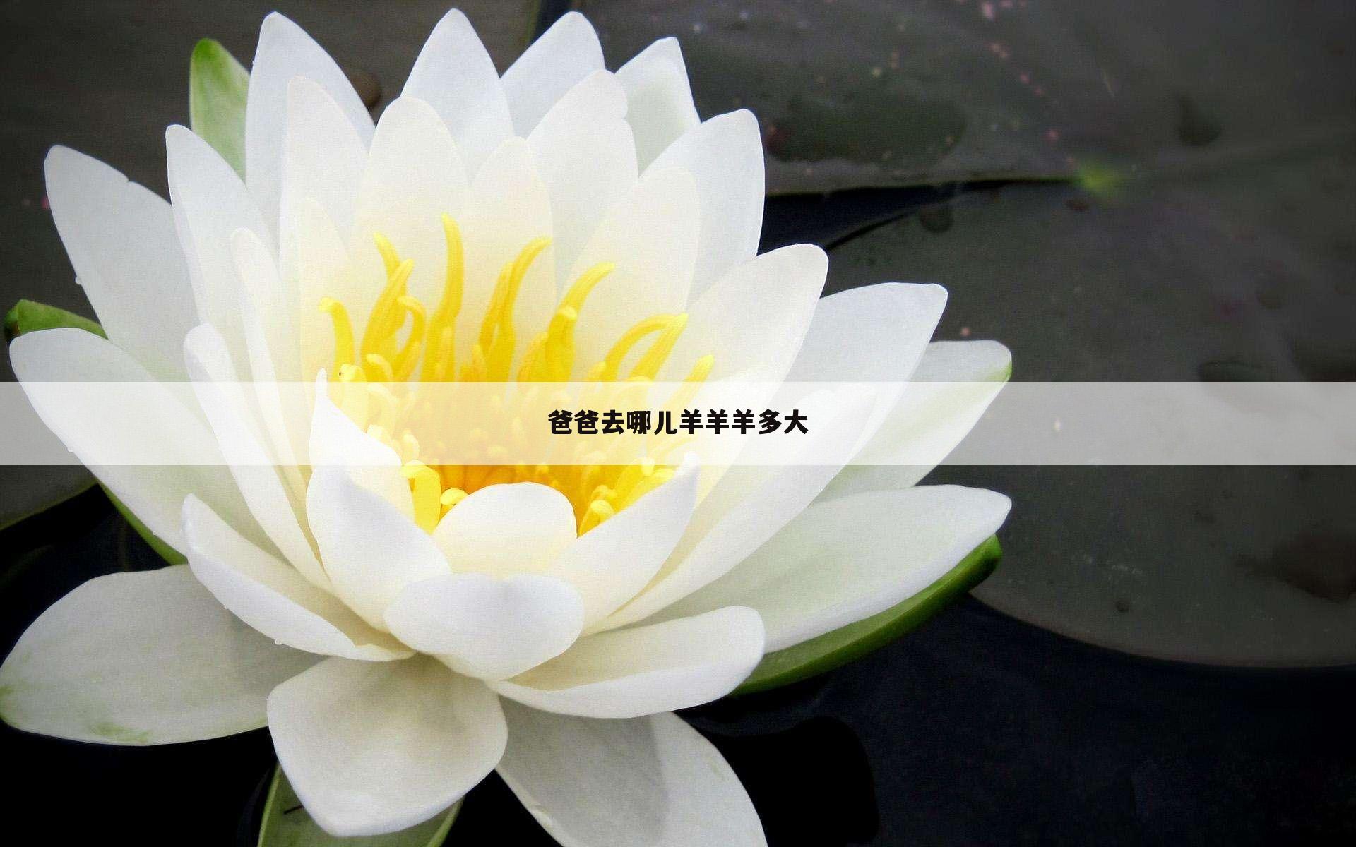 爸爸去哪儿羊羊羊多大