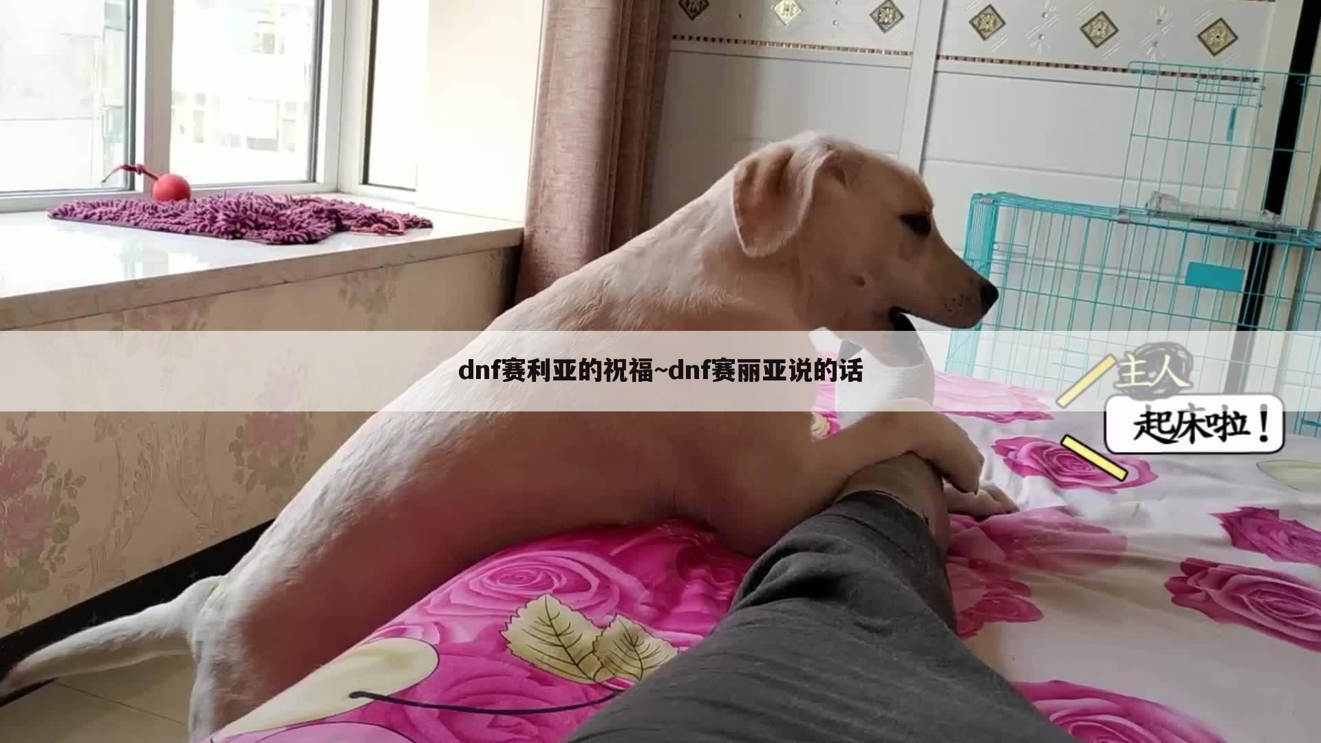 dnf赛利亚的祝福~dnf赛丽亚说的话