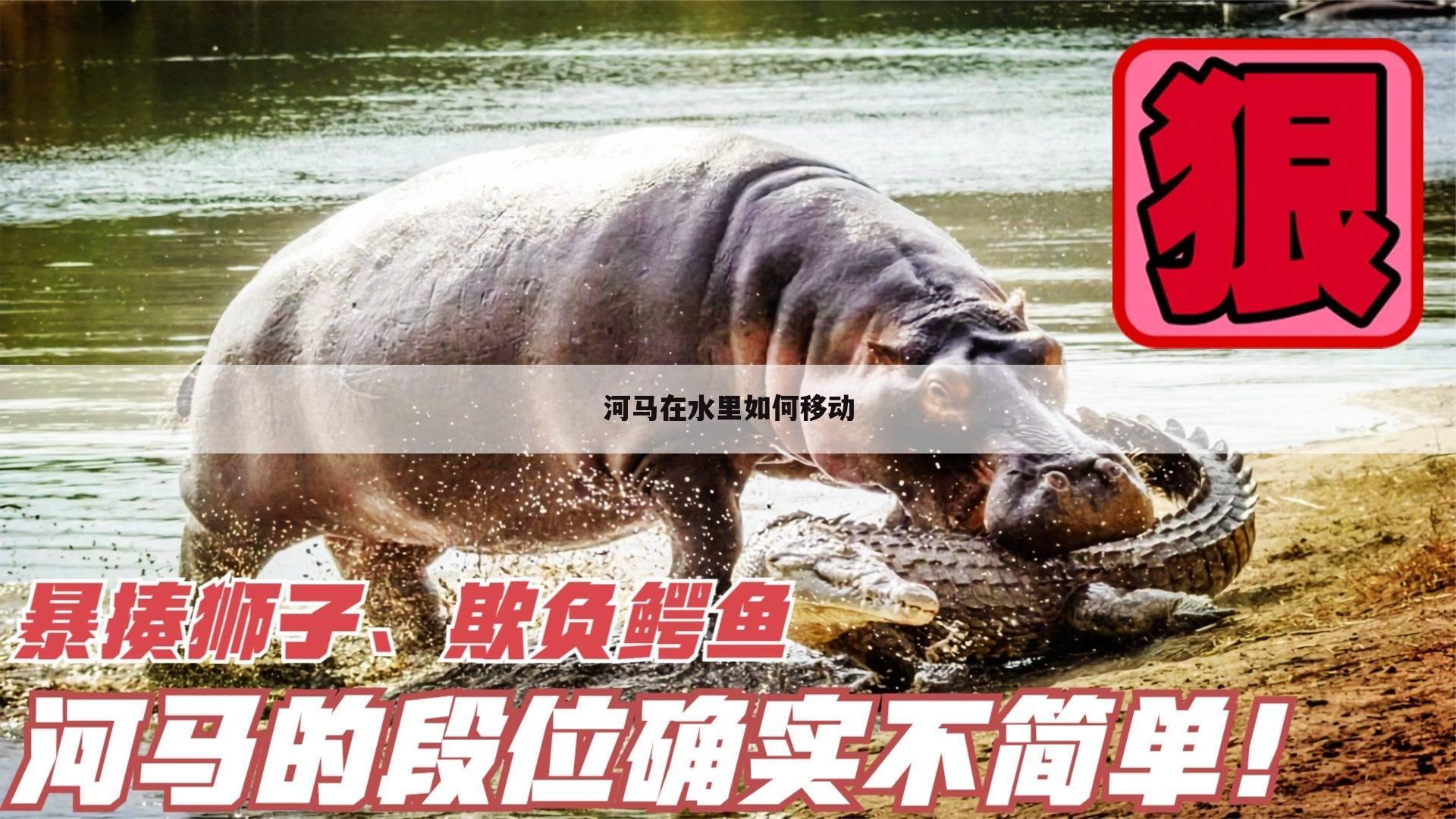 河马在水里如何移动