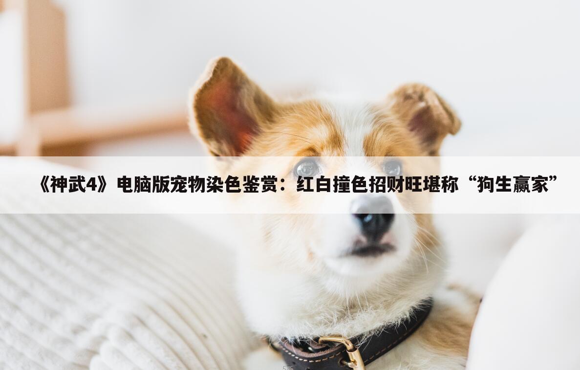 《神武4》电脑版宠物染色鉴赏:红白撞色招财旺堪称“狗生赢家”