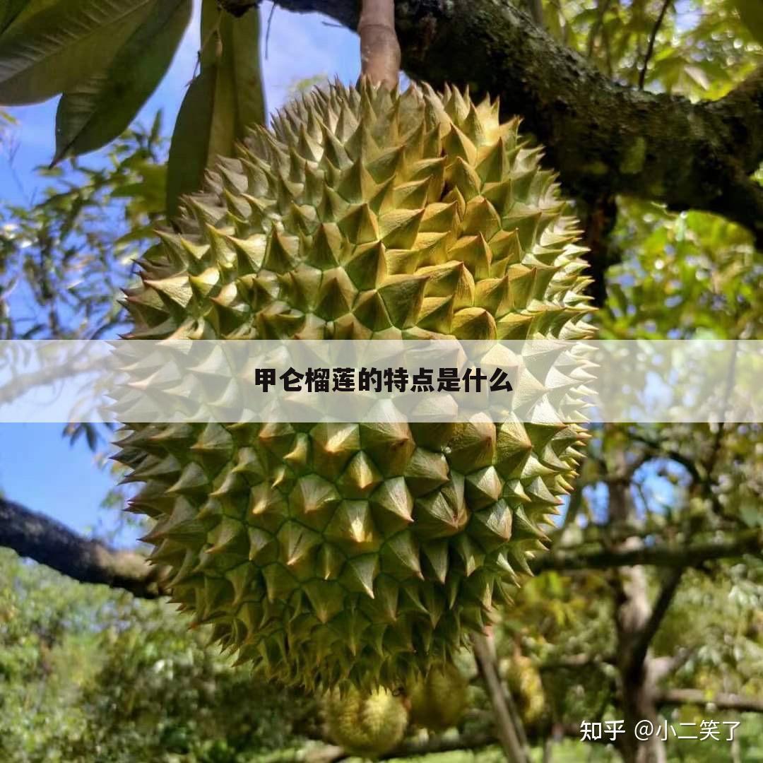 甲仑榴莲的特点是什么