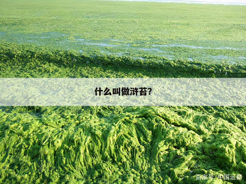 什么叫做浒苔?