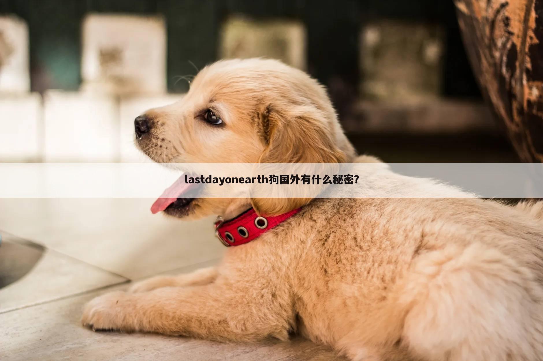 lastdayonearth狗国外有什么秘密?