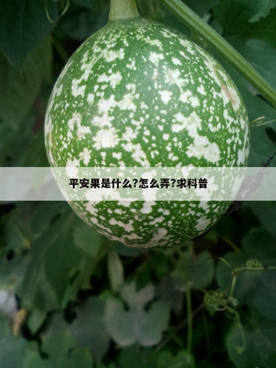平安果是什么?怎么弄?求科普