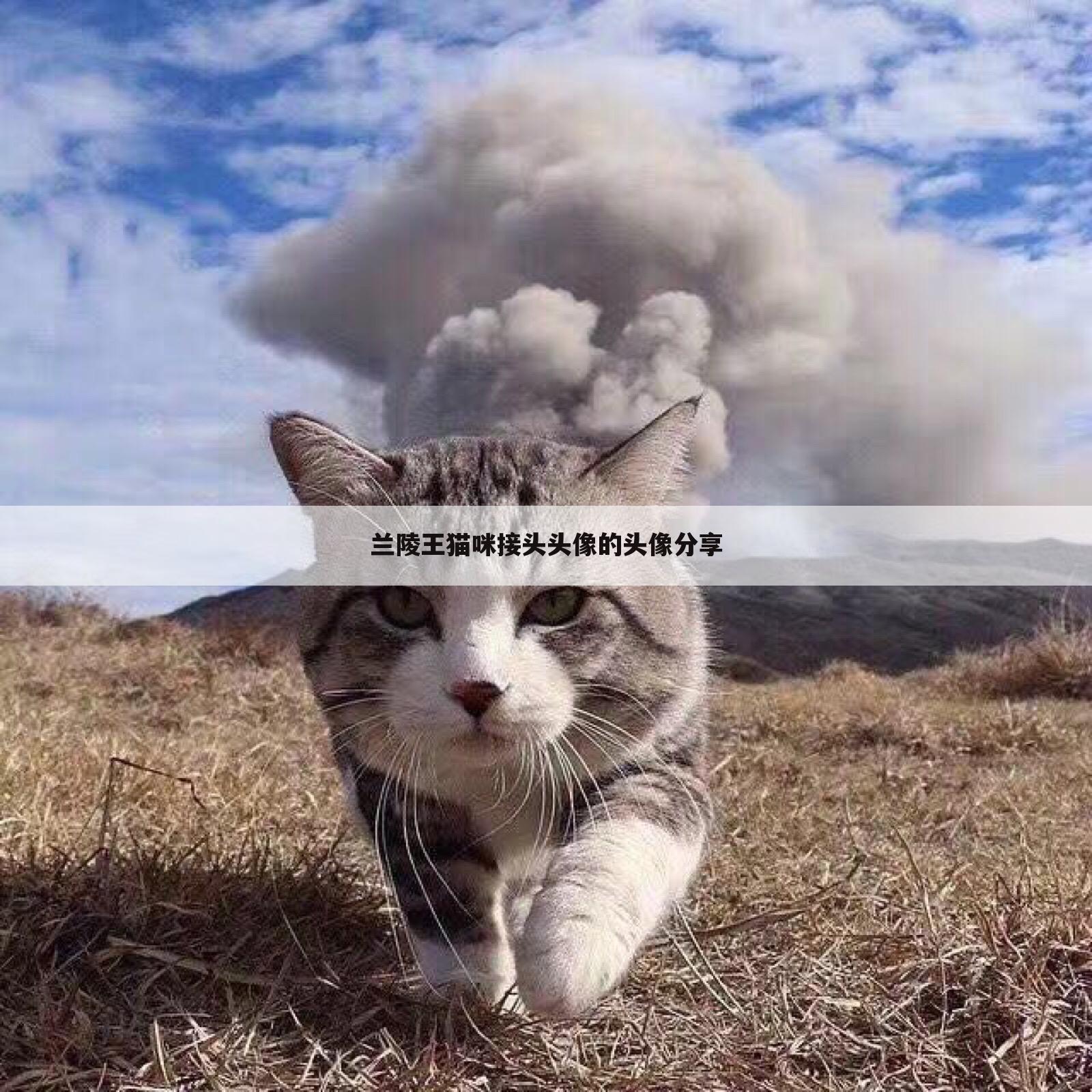 兰陵王猫咪接头头像的头像分享