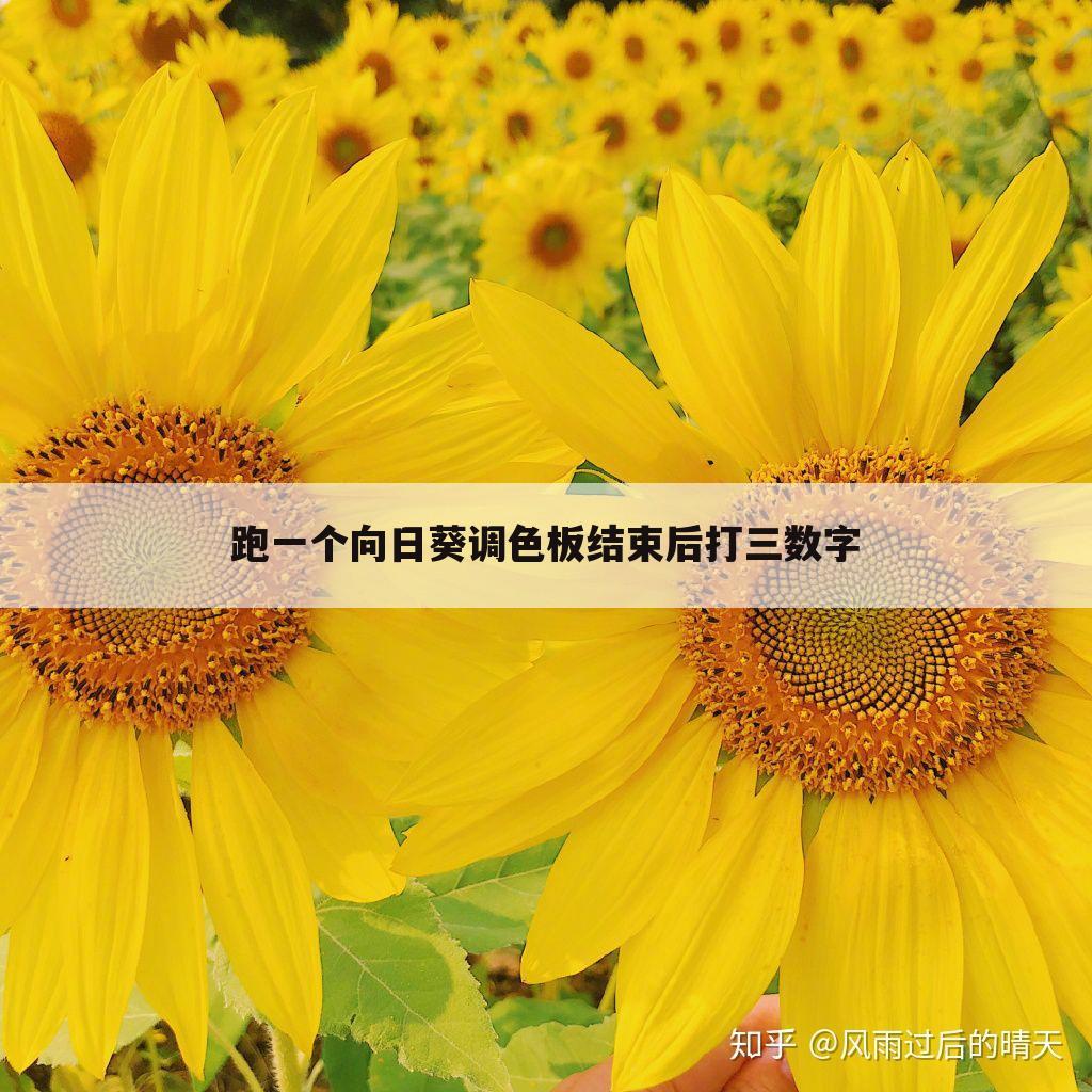 跑一个向日葵调色板结束后打三数字