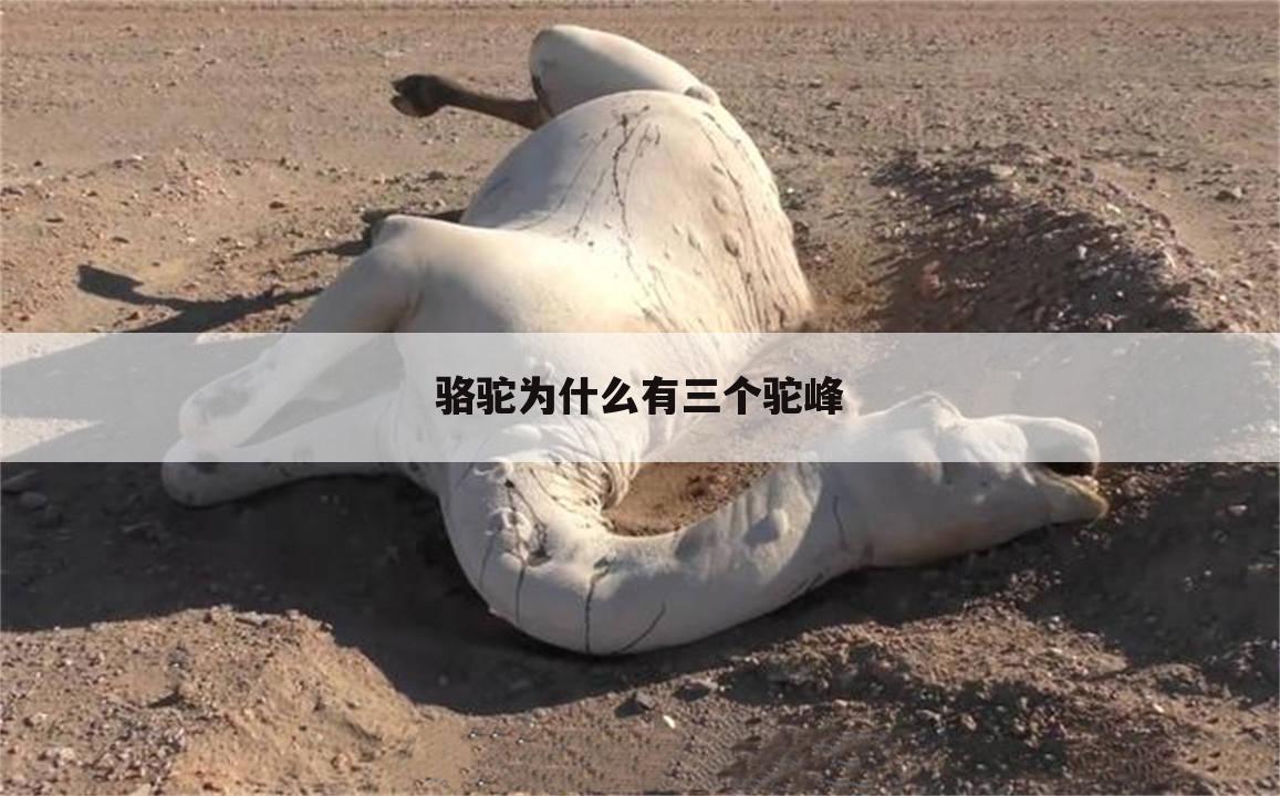 骆驼为什么有三个驼峰