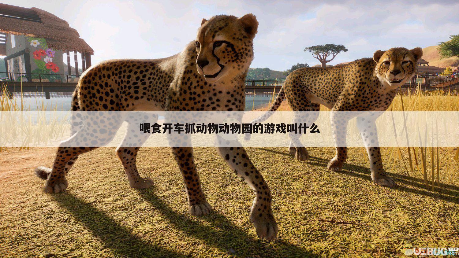 喂食开车抓动物动物园的游戏叫什么