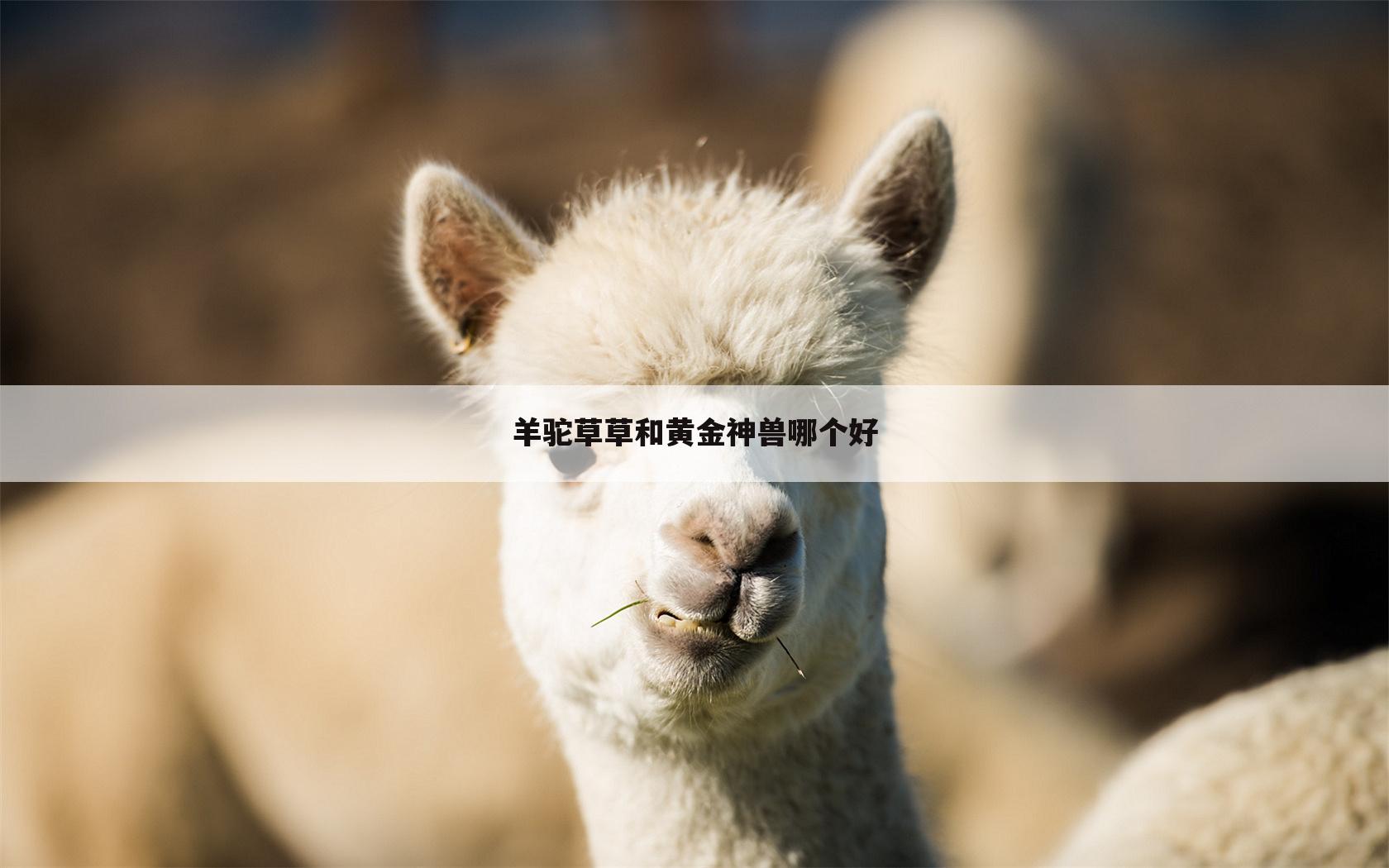 羊驼草草和黄金神兽哪个好