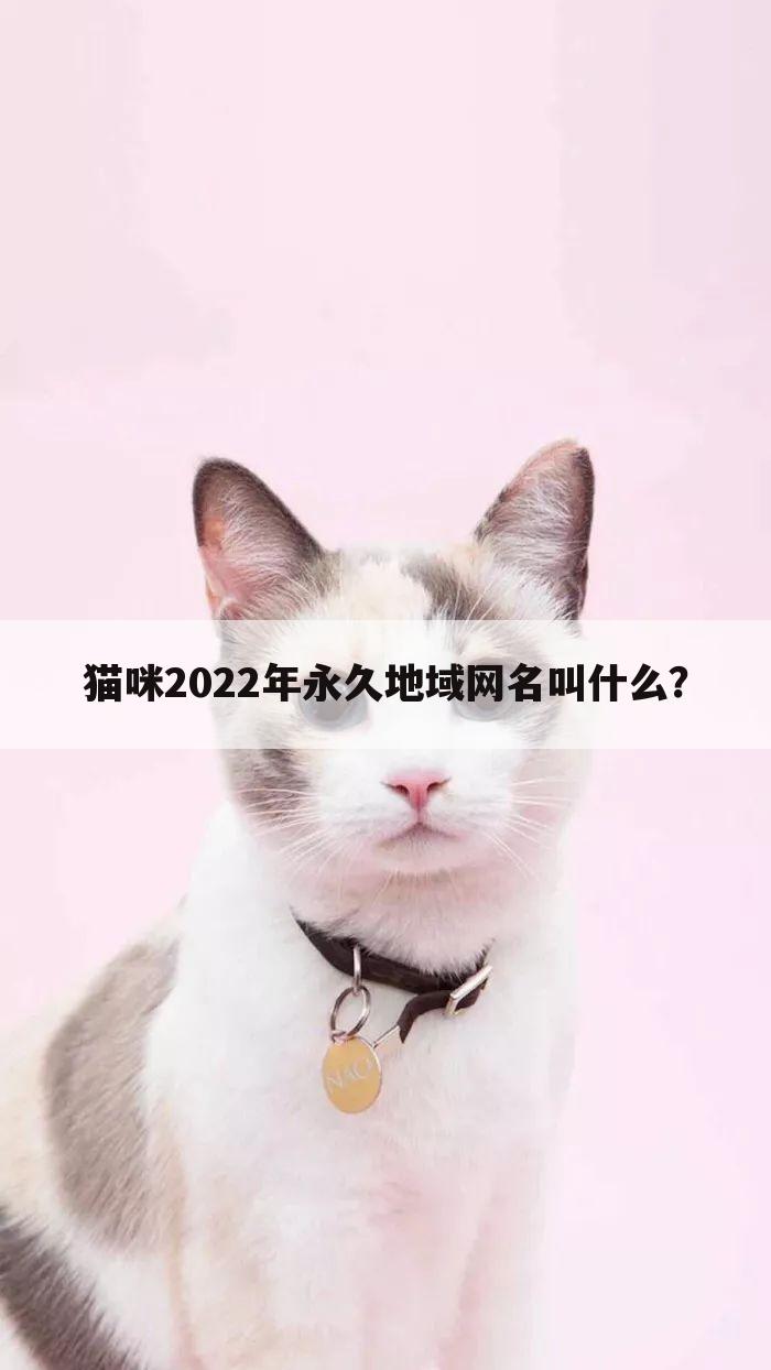 猫咪2022年永久地域网名叫什么?
