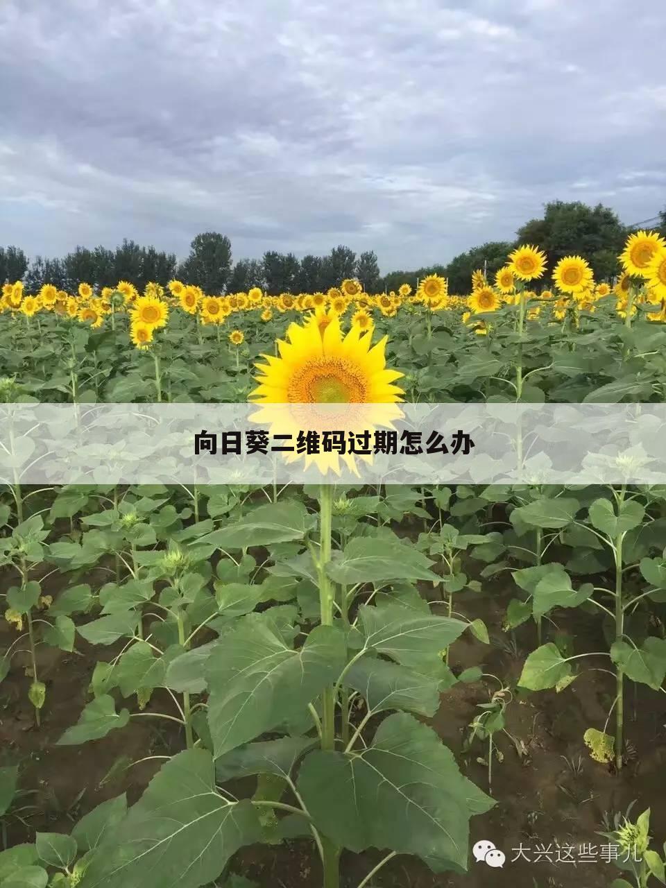 向日葵二维码过期怎么办