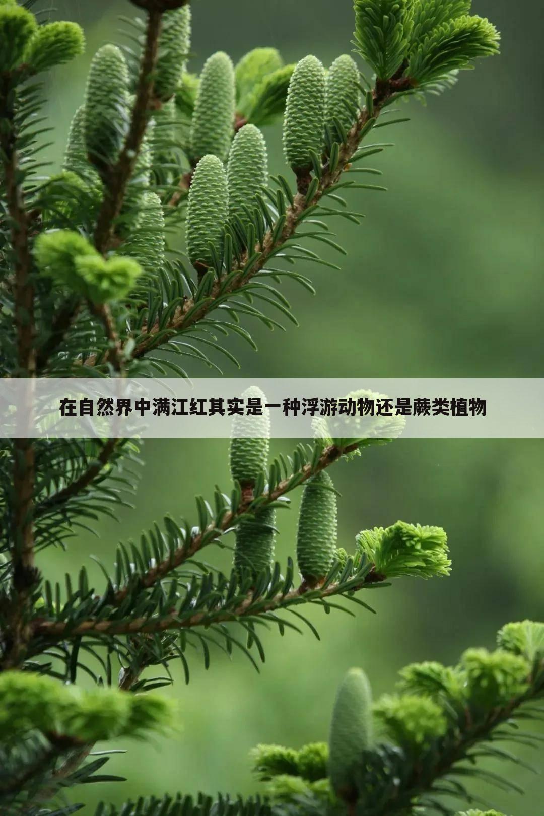 在自然界中满江红其实是一种浮游动物还是蕨类植物