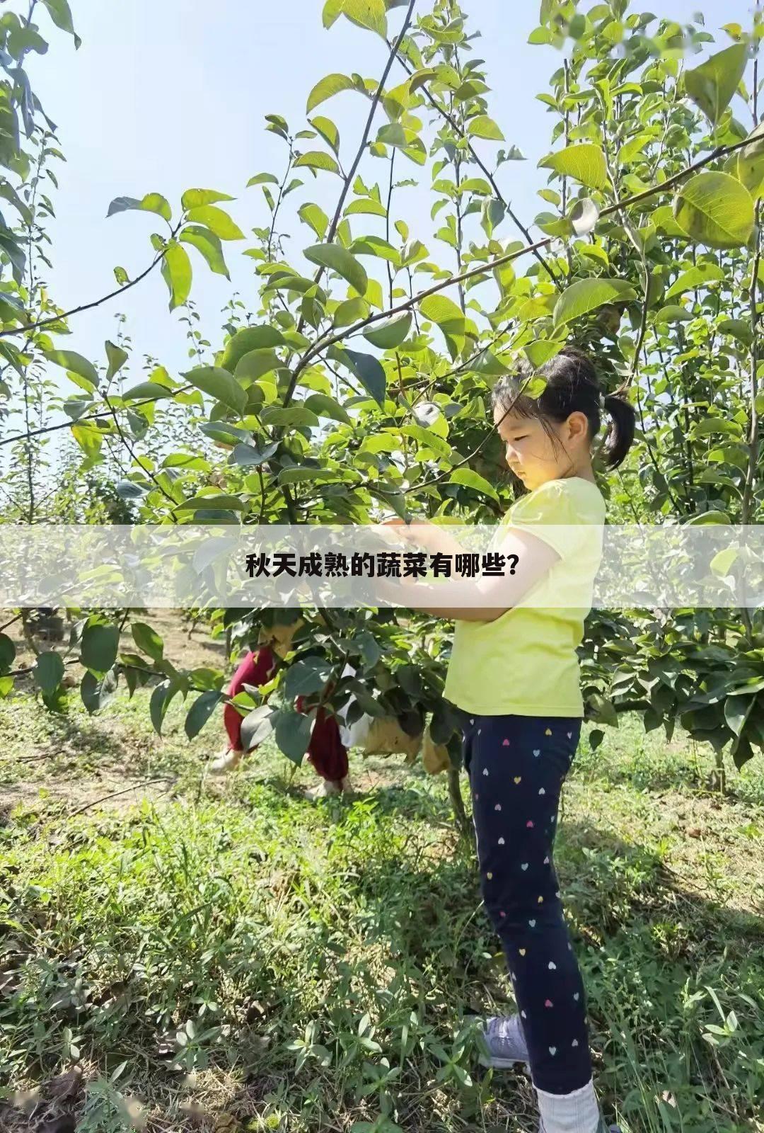 秋天成熟的蔬菜有哪些？